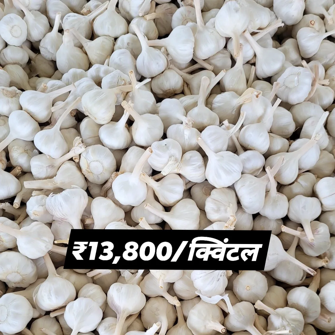 Mandsaur Garlic vs Chinese Garlic: Quality & Price