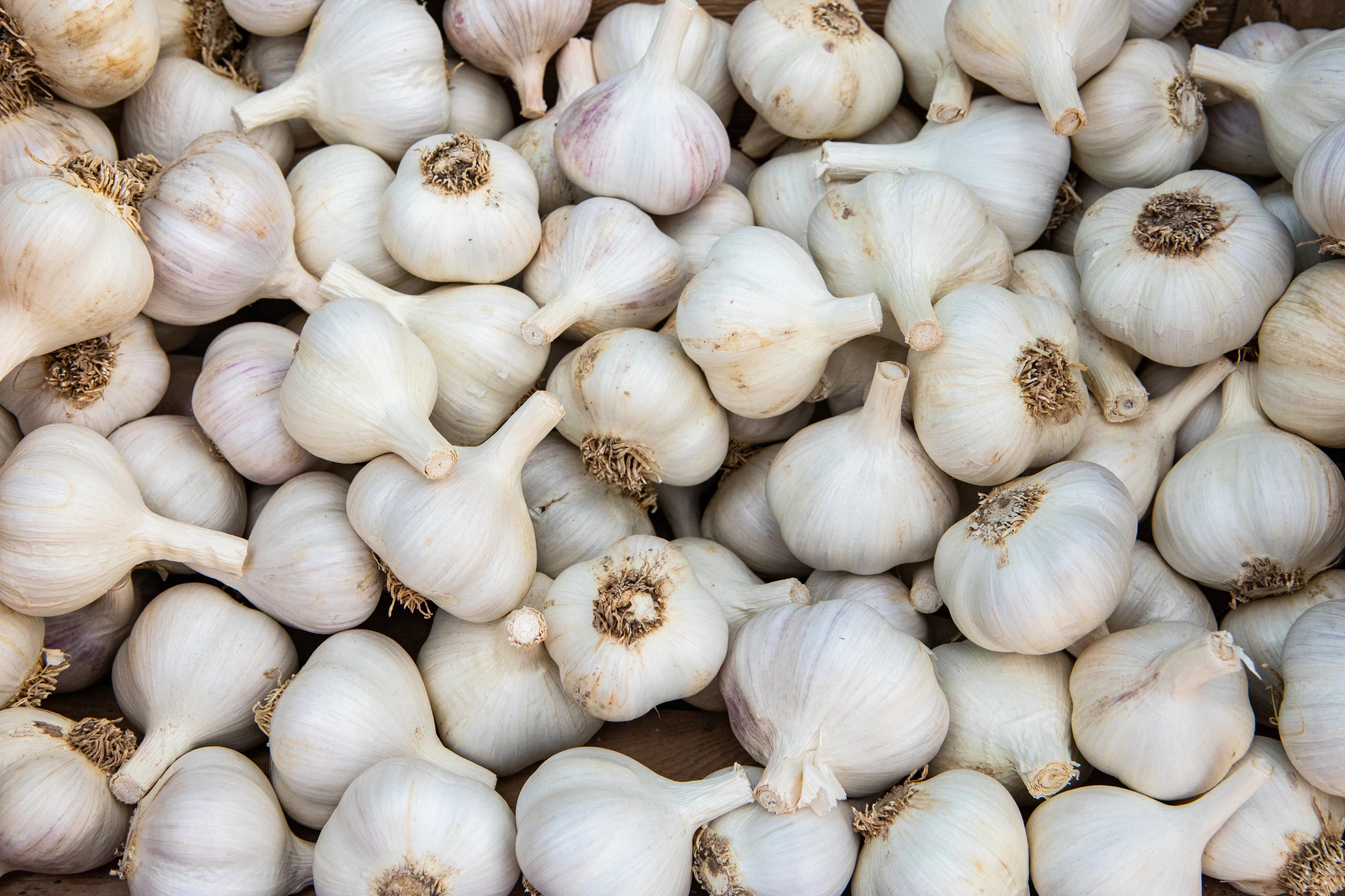 Premium Riyavan silver garlic from Mandsaur mandi
