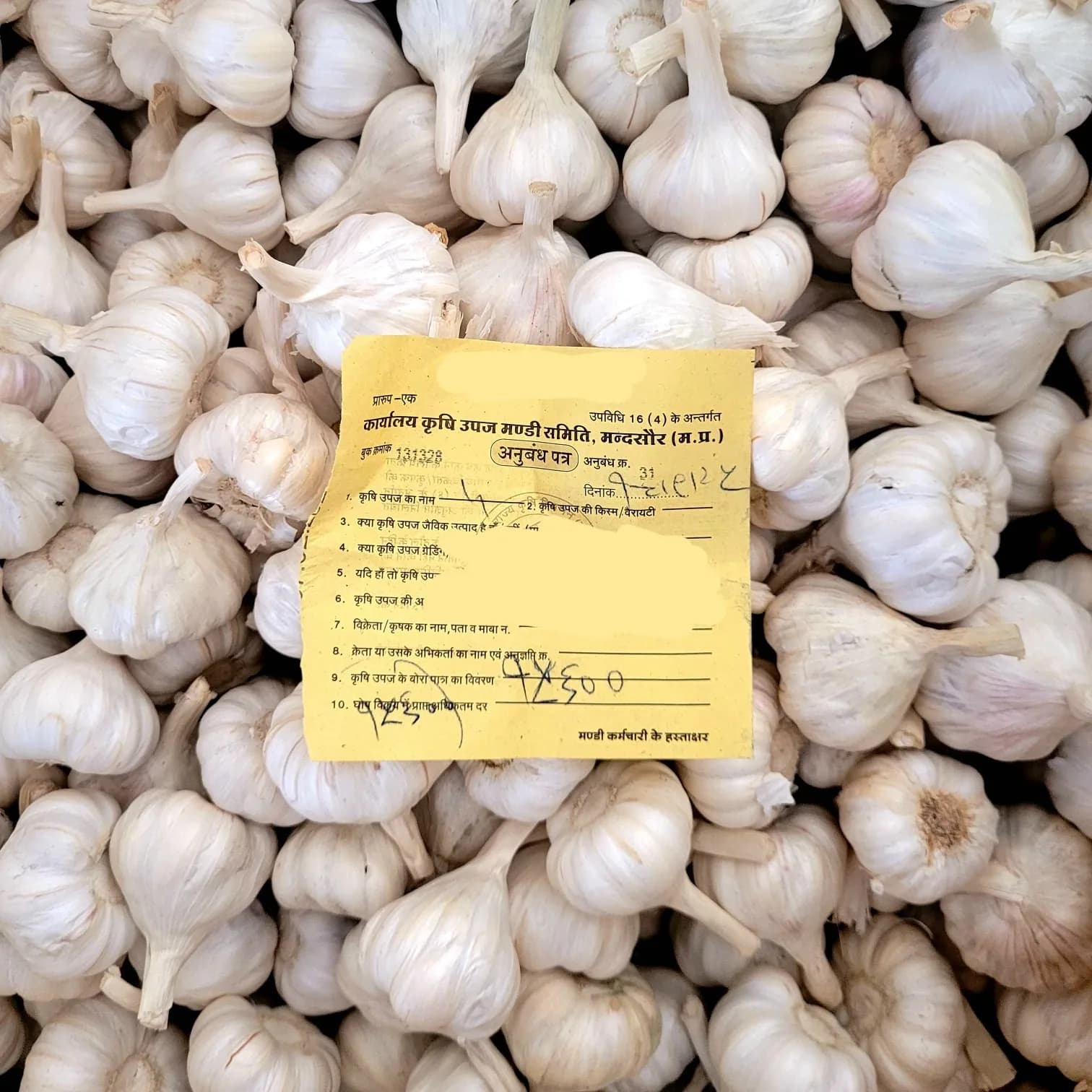 Garlic arrivals stacked for auction