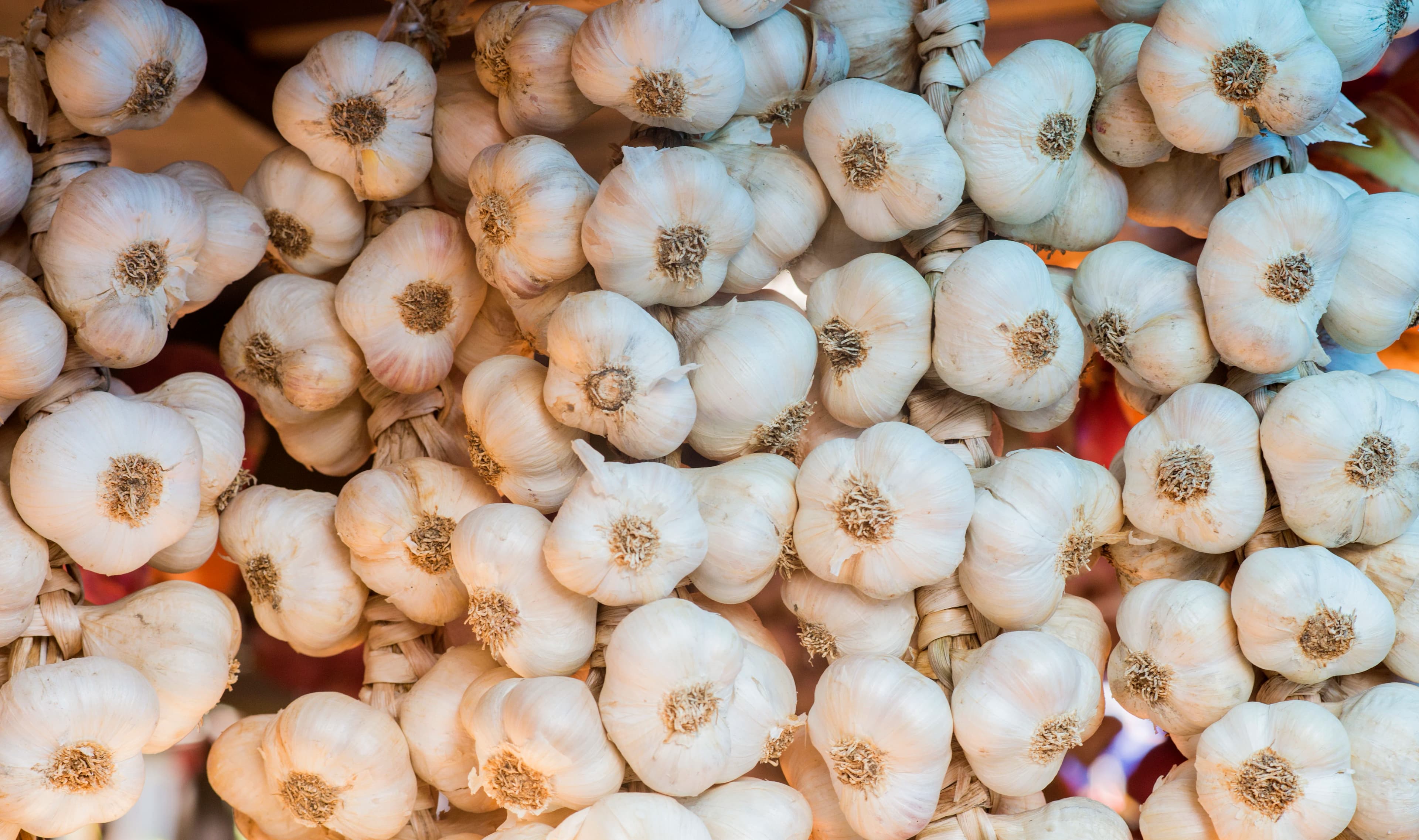 Fresh Mandsaur garlic bulbs packed for export