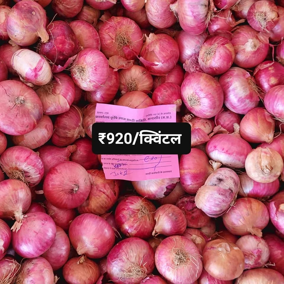 Garlic grading activity at Mandsaur mandi